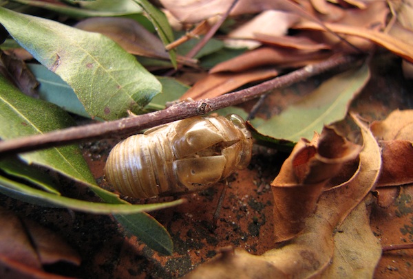 Cicada Molt Jan 7