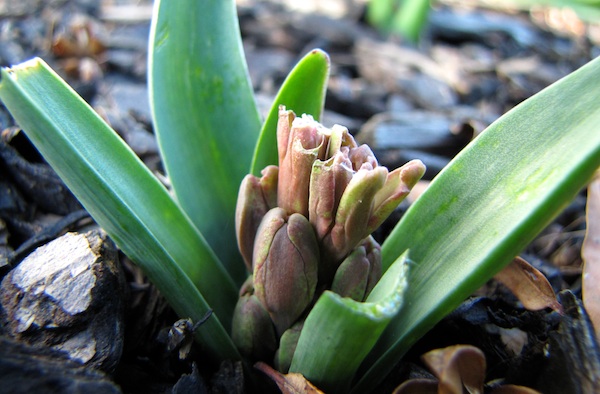 Hyacinth Jan 7