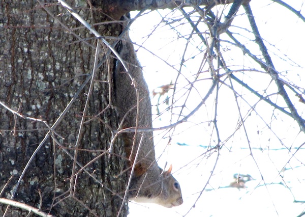 Squirrel Jan 7