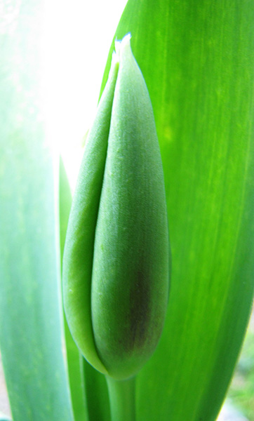 Tulip March 30