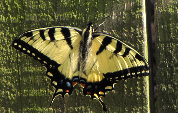 Butterfly April 8