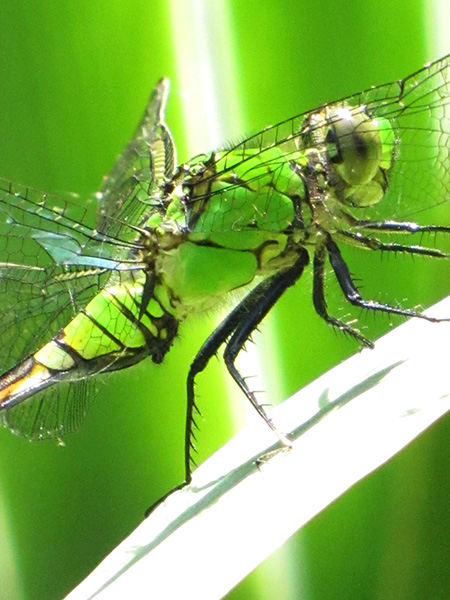 Dragonfly May 28
