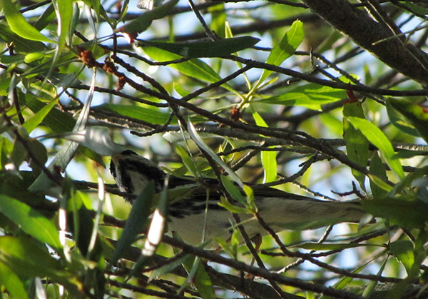 Unknown Bird May 17