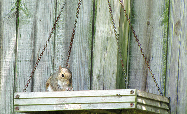 Squirrel July 7