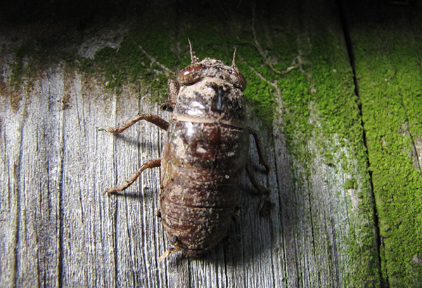Cicada August 21