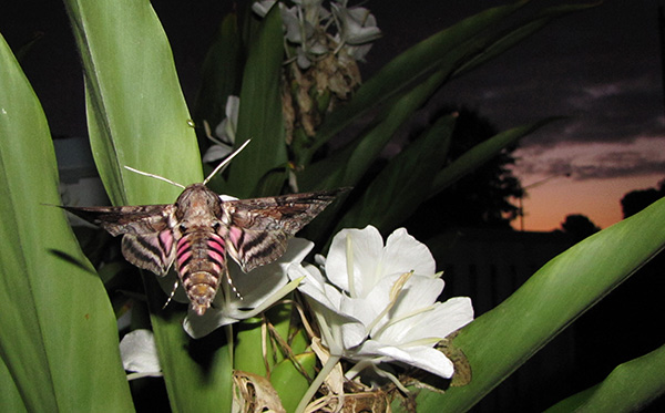 Pink Spotted Hawkmoth Sept 22