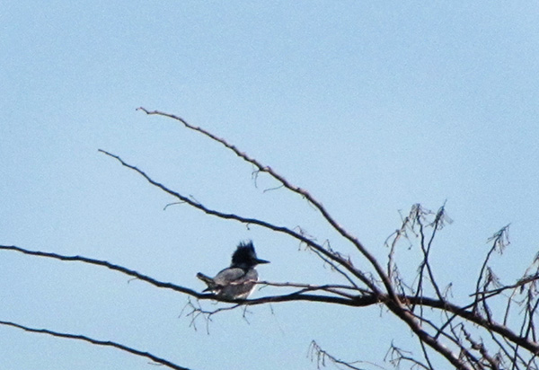 Kingfisher Jan 8