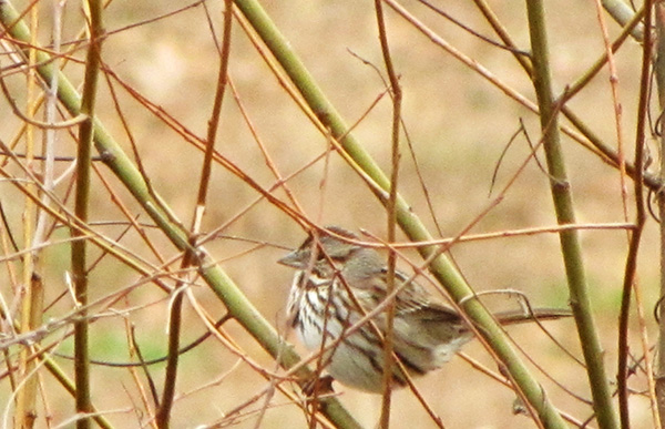 Sparrow Jan 10