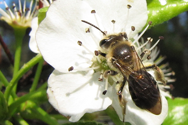 Bee April 9