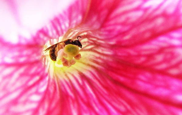 Bee May 20