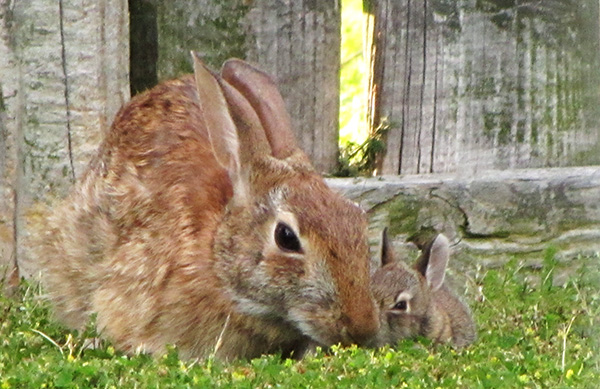 Rabbits May 18
