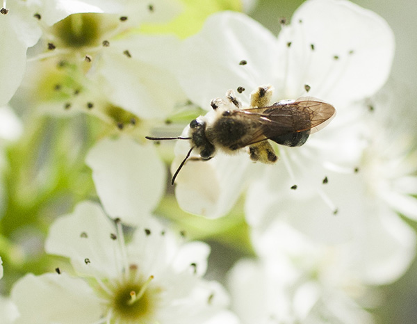 Bee April 10