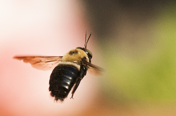 Bee April 22
