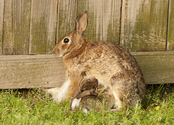 Rabbits May 12