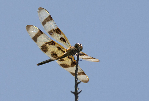 Dragonfly July 4