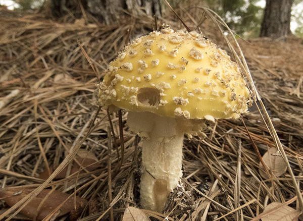 Mushroom June 2
