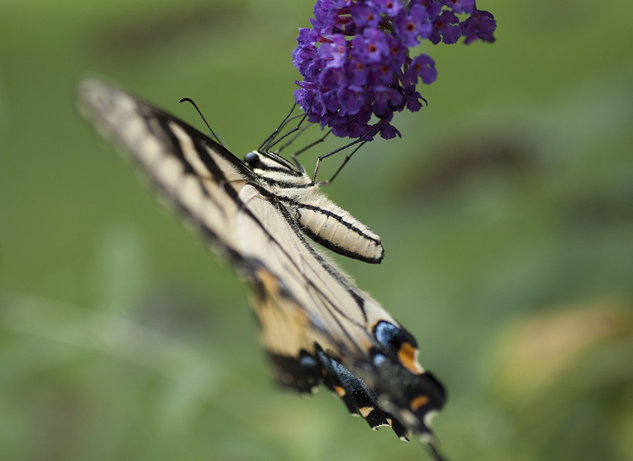 Tiger Swallowtail July 9