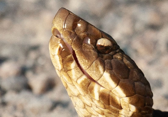 Photo of a cottonmouth (or water moccasin), zoomed in to show the snake's face and head. The cats-eye shaped, vertical pupil is clearly visible, as is the opening of its heat-sensing pit between eye and nostril. These two traits are common to the venomous pit viper family of snakes.