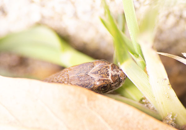 Photo of a Dekay's Brownsnake peeking from under a dry brown leaf. The scales on top of the snake's head are mottled brown with pale tan coloration between scales. Its large brown eye has a round pupil.