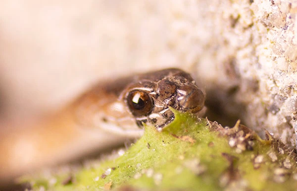 Macro photograph of the face and eye of a Dekay's Brownsnake, taken in January of 2024. The small snake's large eye shows a round pupil and an iris of iridescent brown and bronze. Its facial scales are mottled brown.