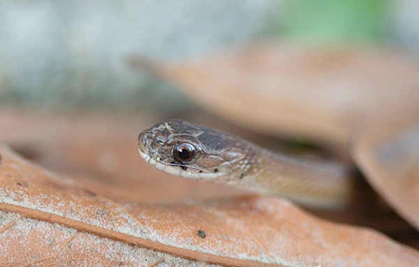Photo of a very small Dekay's Brownsnake emerging between dry brown leaves. In this side view, the snake's overlarge eye and round pupil are fully visible, along with a row of dark spots along its upper lip. Its pale lower lip curves up in an anthropomorphic smile.