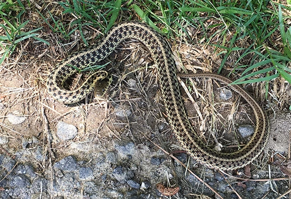 Photo of a strongly marked snake with tan stripes and checkerboard patterns of dark brown and pale tan. I believe this is, indeed, an Eastern garter snake. The dapper little snake didn't want to cede its sunny spot beside the paved walking trail and assumed the defensive posture shown in this photo--head raised, neck in an s-curve, body slightly flattened and puffed. Everything about this posture says "if you don't leave me alone I'll bite you". (The snake attempted a strike shortly after this photo. I didn't get bitten, because I was wary enough to stay out of strike's reach, but I'm ashamed that I didn't heed the snake's clear request to be left in warm contentment. Instead, in my zeal for photos, I intruded so thoughtlessly that I made the little creature anxious enough to strike. I apologized, before leaving, but couldn't restore the snake's sun-soaked relaxation.)
