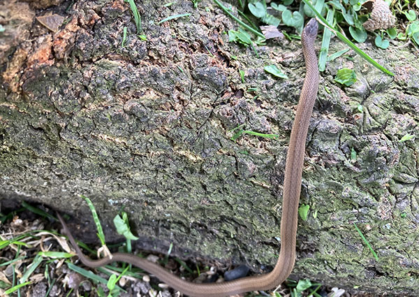This little Dekay's Brownsnake, no more than 10 inches long, retreated over a tree root as I mowed the back yard. At the time, my internal dialogue tagged the photo "garter snake" and rambled off toward a more interesting (at the time) topic. Now, captivated by the newness of "Dekay's Brownsnake" in my internal dialogue, I clearly see the identifying keeled scales and parallel lines of dark spots down its back.