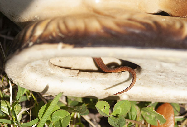 Photo of a snake's tail dangling out of the bottom opening of a hollow piece of ceramic yard art. The tiny snake, smaller in diameter than a pencil, was reddish-brown with a pale belly. I labeled these photos "garter snake", though I now wonder if they show a reddish variant of Dekay's Brownsnake. Or maybe some other species, still unnamed in my memory?