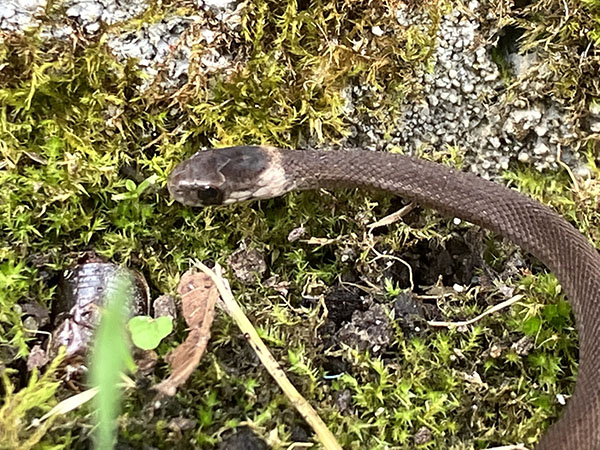 Photo of a juvenile snake exploring a mossy corner of the yard. The snake is gray-brown with a pale ring around its neck. Its overlarge eye has a round pupil. I initially leapt to the conclusion that this might be a ring-necked snake, but now suspect it's a young Dekay's Brownsnake.