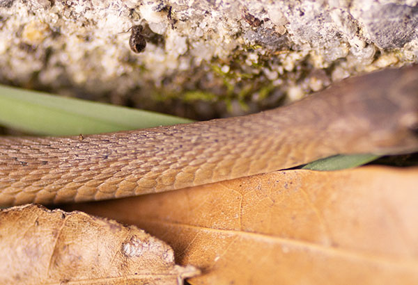 Photo of the Dekay's Brownsnake, focused on the snake's body scales. Each reddish-brown scale has a raised central keel, like a line drawn the length of the scale. These body scales overlap more tightly than the facial scales. A row of pinpoint black dots is just visible along the snake's back.