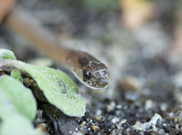 Macro photo of a Dekay's Brownsnake. The snake was approaching the lens, so its head and eye are in focus while the rest of its body is out of focus. Its facial scales are mottled brown, with darker spots under its eye. The scales of its lower lip are very pale tan.